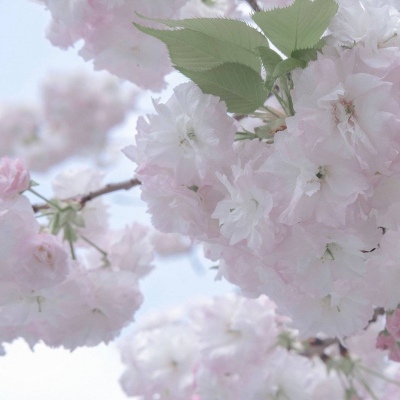 兽设插画构图技巧福瑞群